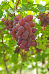 Ripe grapes in his vineyard
