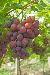 Ripe grapes in his vineyard