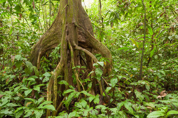 Big tree deep in rainforest Borneo Malaysia