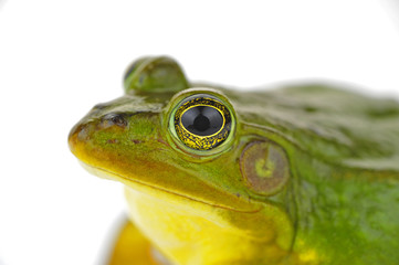 Frog isolated on a white background