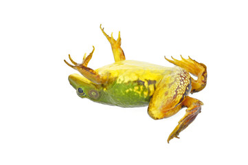 Frog isolated on a white background