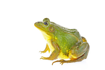 Frog isolated on a white background