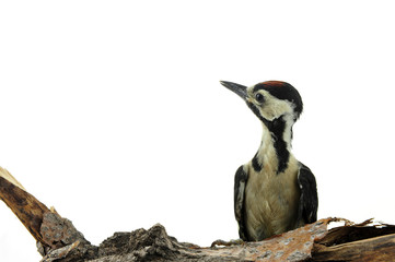 woodpecker