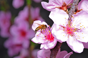 Fototapeta na wymiar The bees