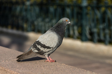 Detailed street pigeon
