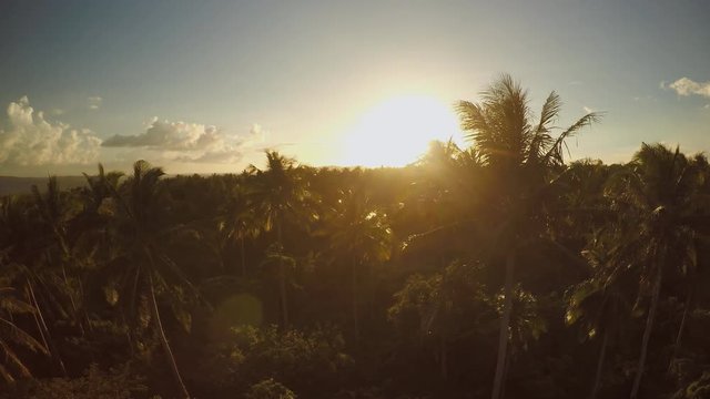 Palm jungle at sunset at the foot of the Mayon volcano. Philippines.