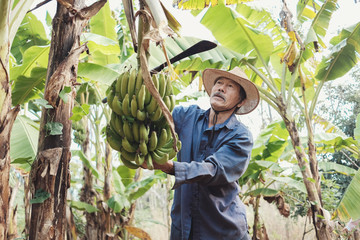 Asian senior farmer harvesting green banana, green sustainable living concept