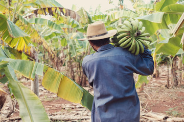 Asian senior farmer holding green banana, sustainable living, farming struggling during covid-19...