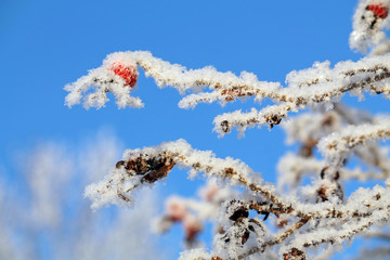 Branches of dogrose covered with hoarfrost and clear blue sky