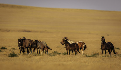Horses on the Plain