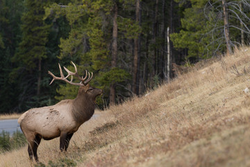 Large elk eating grass on the side of a hill