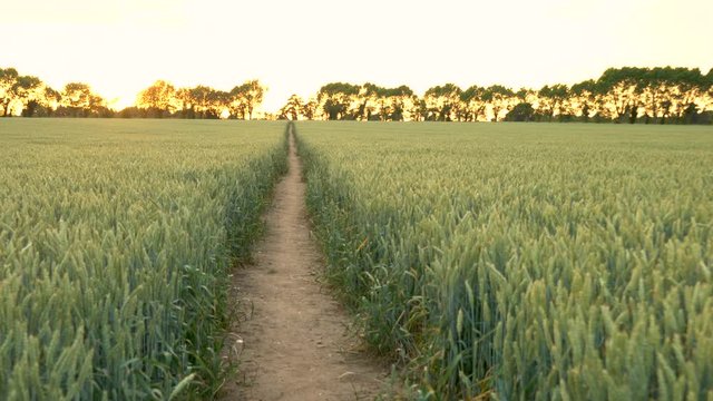 Falling crane or jib 4K clip of path through wheat or barley field blowing in the wind at sunset or sunrise