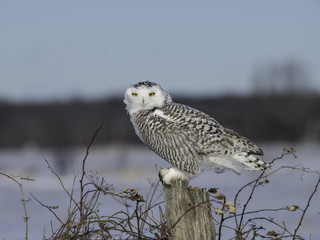 Snowy Owl Perched on a Fence Post, Portrait