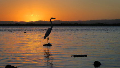 Nature scene of lone Egret bird standing on rock with warm glowing sunset over lake waters.