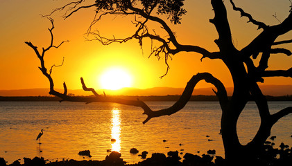 Lone bird fishes at sunset with tree silhouette making picturesque nature scene.