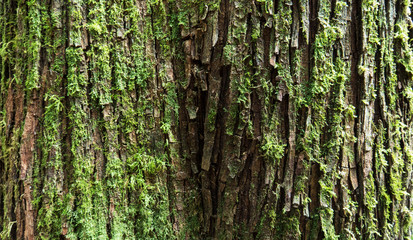 Tree bark with moss.