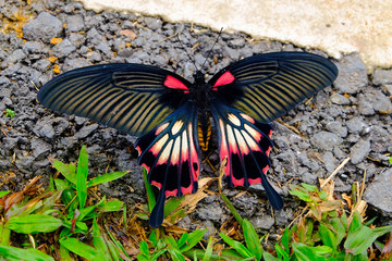 Big butterfly is dying on the ground