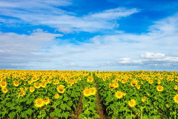 Fototapeta na wymiar A bright and vibrant sunflowers with blue sky