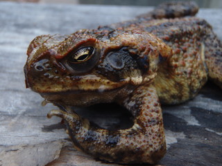 Close up of an australian cane toad