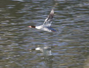 The common merganser (Mergus merganser) flying over water