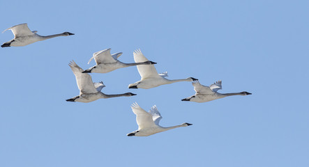 Trumpeter swans winter migration