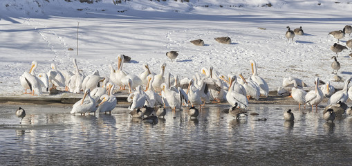 Flock Of American White Pelicans On Snow