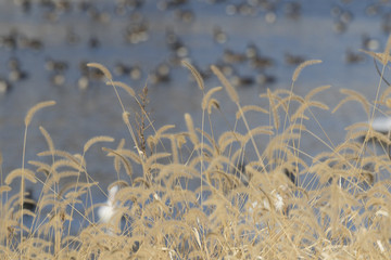 Abstract Background Of Grass Spikes And Blue River With Geese