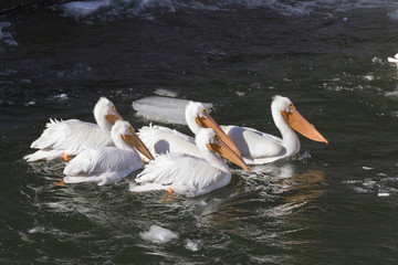 Flock of american white pelicans fishing together