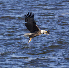 American Bald Eagle snapping fish