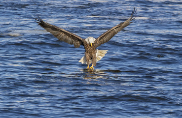 Bald Eagle Snapping Fish