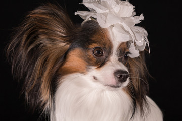 Beautiful dog Continental Toy Spaniel Papillon with white bow on his head on a black background