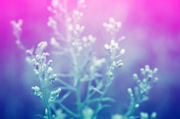 Obraz premium grass flower soft focus spring nature background with blue and violet ,pink color filter effect