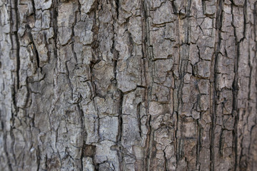 Barked pattern of vertical bark