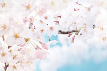 Foto auf Acrylglas Kirschbaum in voller Blüte © akira_photo