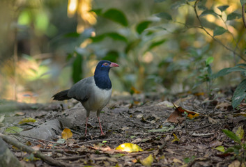 Coral-billed Ground Cuckoo