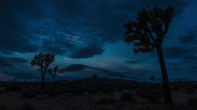 Sunset Time Lapse, Joshua Tree Silhouettes, National Park Landscape, California
