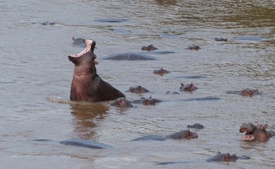 hippo open mouth