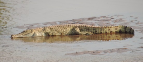 crocodile 3