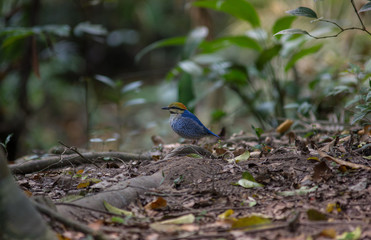 Blue Pitta ; Hydrornis cyaneus