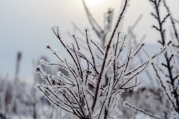 Tree branches iced over, and were covered with frost and snowflakes on a frosty winter morning.
