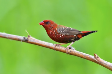 Red avadavat bird