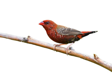 Red avadavat bird
