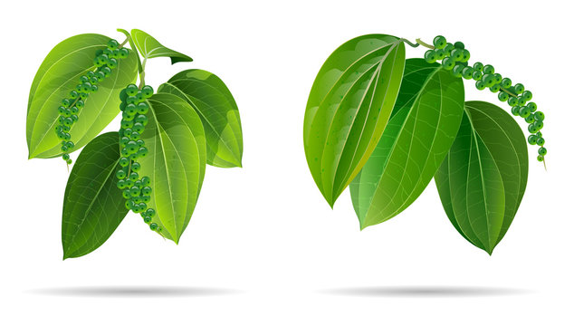 black pepper leaves green isolated on wihte background.