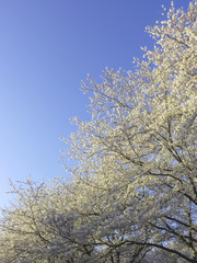 桜と青空.