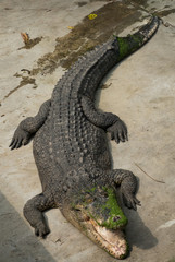 Crocodile saltwater Thailand