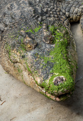 Obraz premium Crocodile saltwater Thailand