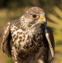 Obraz premium red tailed hawk close up