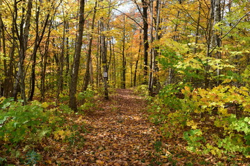 Naklejka premium jesień w lesie