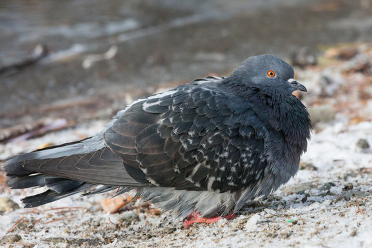 Pigeons bird close-up outside at winter