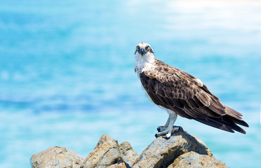 Osprey looking at camera 